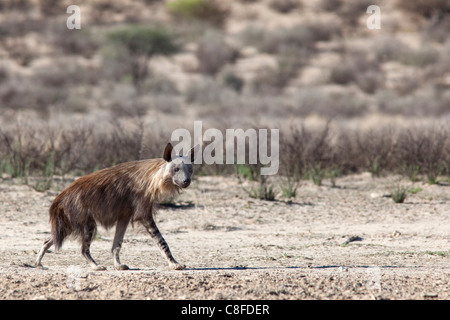 La iena marrone (Hyaena brunnea, Kgalagadi transfrontaliera Parco Nazionale, Northern Cape, Sud Africa Foto Stock