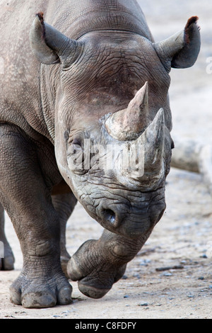 Il rinoceronte nero, Sud Africa Foto Stock