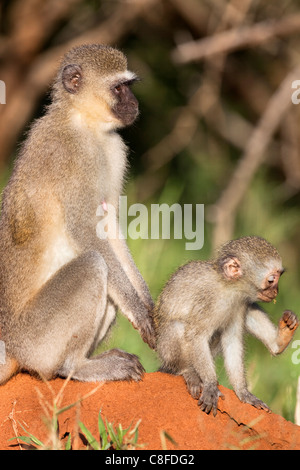 Vervet monkey (Cercopithecus aethiops, con baby, Kruger National Park, Sud Africa Foto Stock