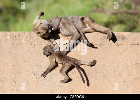 I babbuini Chacma (Papio cynocephalus ursinus) giocando, Parco Nazionale Kruger, Mpumalanga, Sud Africa Foto Stock