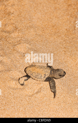 Tartaruga marina Caretta - Caretta) hatchling, muovendo da nido a mare di notte, Banga Nek, Kwazulu Natal, Sud Africa Foto Stock