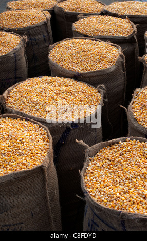 Il mais essiccato / di chicchi di mais imballato in sacchi di Hesse in India Foto Stock