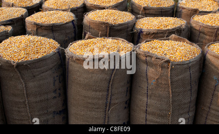 Il mais essiccato / di chicchi di mais imballato in sacchi di Hesse in India Foto Stock