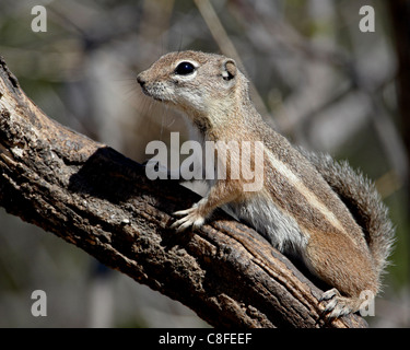 Yuma antelope scoiattolo (Harris di scoiattolo antilope) (Ammospermophilus harrisii, Foresta Nazionale di Coronado, Arizona, Stati Uniti d'America Foto Stock