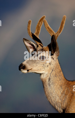 Mule Deer (Odocoileus hemionus) buck in velluto e il Parco Nazionale di Glacier, Montana, Stati Uniti d'America Foto Stock