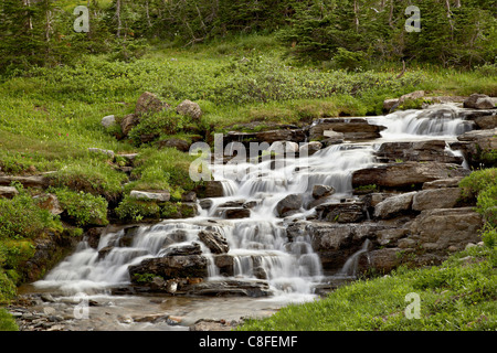 Vicino a cascata Logan pass, il Parco Nazionale di Glacier, Montana, Stati Uniti d'America Foto Stock