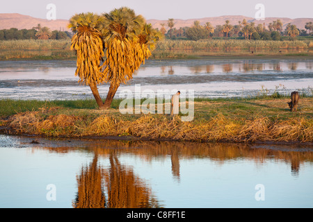 Una sezione del fiume Nilo banca con la piccola isola e uomo solitario, Palm e cow tutti riflessa nello specchio come acqua, Egitto Foto Stock