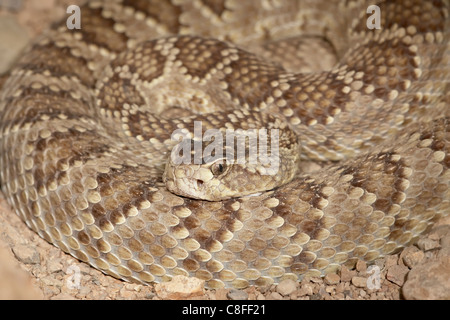 Western diamond-back rattlesnake (Crotalus atrox) in cattività, Arizona Sonora Desert Museum, Tucson, Arizona, Stati Uniti d'America Foto Stock