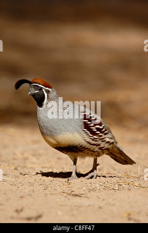 Maschio della Gambel quaglia (Callipepla gambelii, Sonny Bono Salton Sea National Wildlife Refuge, California, Stati Uniti d'America Foto Stock