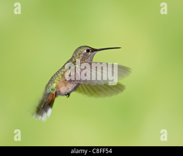 Ampio femmina-tailed hummingbird (Selasphorus platycercus, Red Feather Lakes District, dalla foresta nazionale di Roosevelt, Colorado, STATI UNITI D'AMERICA Foto Stock