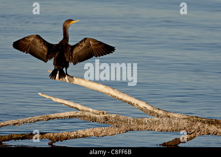 I capretti double-crested cormorano (Phalacrocorax auritus, Sonny Bono Salton Sea National Wildlife Refuge, CALIFORNIA, STATI UNITI D'AMERICA Foto Stock