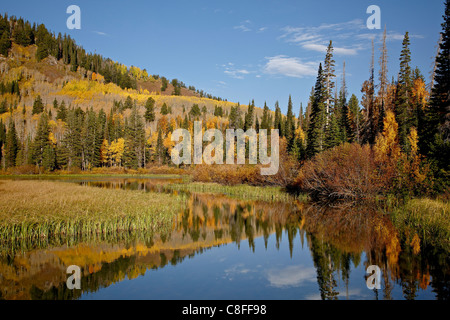 Giallo e arancione aspens riflessa nel lago di nastro in autunno, Wasatch-Cache National Forest, Utah, Stati Uniti d'America Foto Stock