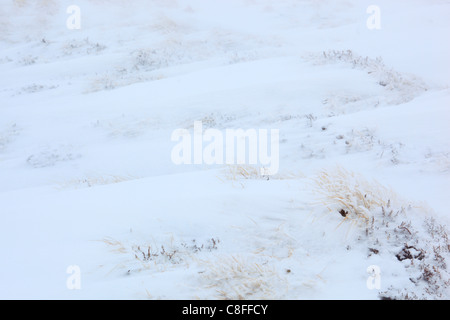 Il taglio, parte, montagna, monti Cairngorms, dettaglio, ghiaccio, ghiaccio-cristallo, ice-cristalli, Cliff, rock, Cliff, montagne, Glenshee, Foto Stock