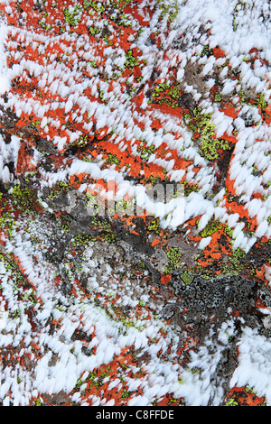 Il taglio, parte, montagna, monti Cairngorms, dettaglio, ghiaccio, ghiaccio-cristallo, ice-cristalli, Cliff, rock, Cliff, licheni, montagne, Foto Stock