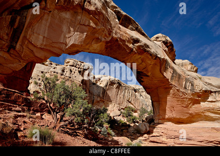 Hickman Bridge, Capitol Reef National Park nello Utah, Stati Uniti d'America Foto Stock