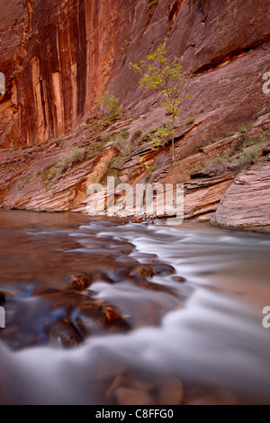 Cascata e albero in autunno, il si restringe del fiume vergine, Parco Nazionale Zion, Utah, Stati Uniti d'America Foto Stock