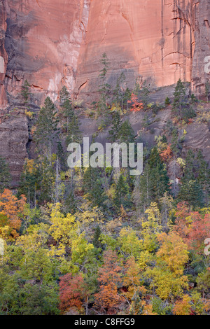 Rosso arancio e giallo alberi in autunno in una Red Rock Canyon Zion National Park, Utah, Stati Uniti d'America Foto Stock