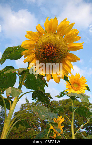 Close up di Helianthus annuus Girasole gigante in piena fioritura Foto Stock