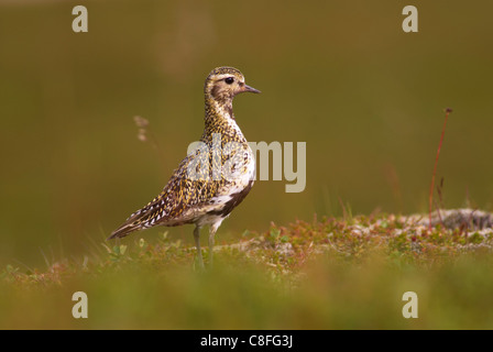 Golden plover (Pluvialis apricaria) in estate piumaggio, Islanda, regioni polari Foto Stock