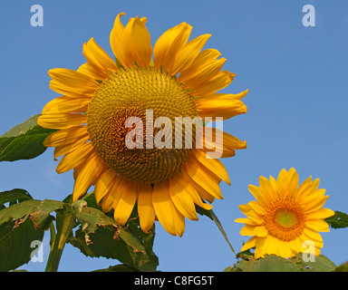 Close up di Helianthus annuus Girasole gigante in piena fioritura Foto Stock