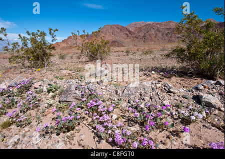 La verbena sabbia (Abronia villosa, Parco Nazionale della Valle della Morte, California, Stati Uniti d'America Foto Stock