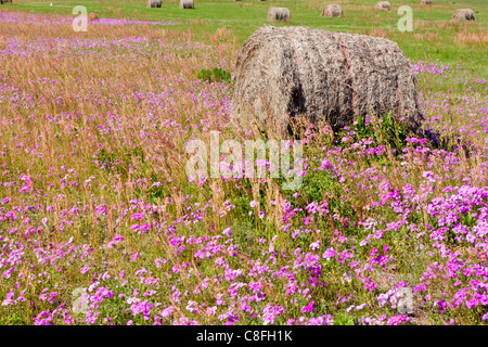 Balle di fieno in un campo di fiori selvatici in Ocala Florida Foto Stock