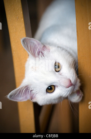 Adorabili, stupiti, animale, sfondo, banter, grande, razza british, carnivoro, cat, allegro, crazy, cub, tagliare, carino, domestici, ey Foto Stock