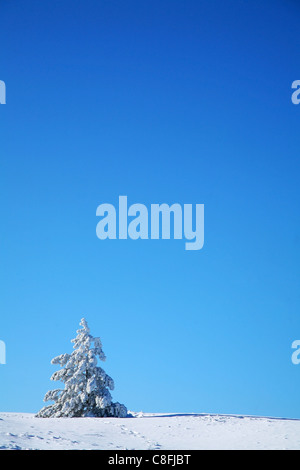 Paesaggio invernale. Albero solitario abete contro un profondo cielo blu. Foto Stock