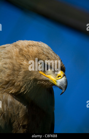 Un tawny eagle (Aquila rapax) in cattività a Suffolk Owl Santuario, Stonham granai Foto Stock