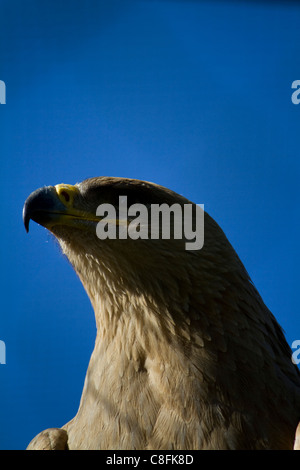 Un tawny eagle (Aquila rapax) in cattività a Suffolk Owl Santuario, Stonham granai Foto Stock