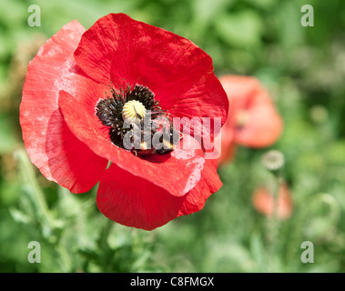 Immagine ravvicinata di gara fiore di papavero. Foto Stock