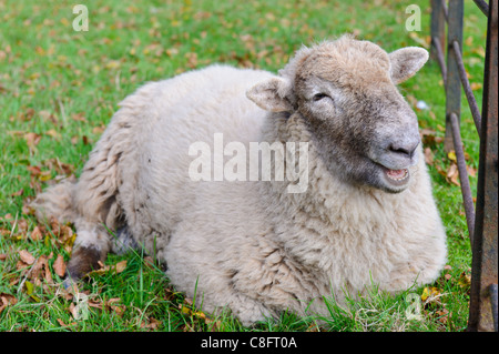 Una pecora a riposo presso il Museo Nazionale di Storia, St Fagans, Cardiff. Foto Stock