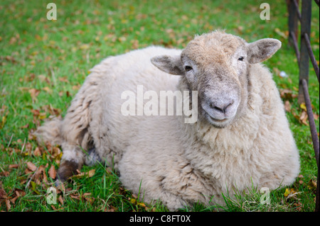 Una pecora a riposo presso il Museo Nazionale di Storia, St Fagans, Cardiff. Foto Stock