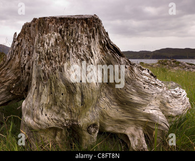 Erosi, decadeva morti driftwood ceppo di albero sulle rive di Loch Slapin, Isola di Skye, Scotland, Regno Unito Foto Stock