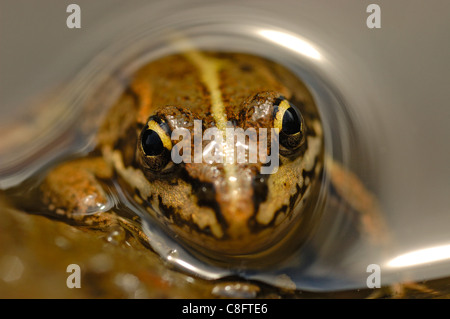 Iberian rana verde (Rana perezi) Foto Stock