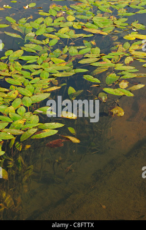 Bog lenticchia d'acqua (Potamogeton polygonifolius) Foto Stock