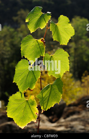 Comune di vite di uva (Vitis vinifera) Foto Stock