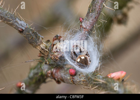 Ragno in una tela di ragno (Agalenatea redii) Foto Stock
