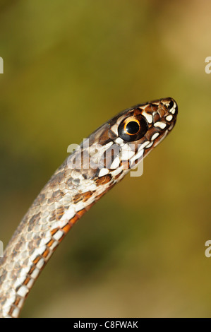 Il novellame di Montpellier snake (Malpolon monspessulanus) Foto Stock