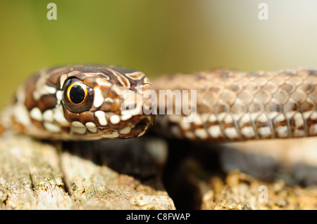 Il novellame di Montpellier snake (Malpolon monspessulanus) Foto Stock