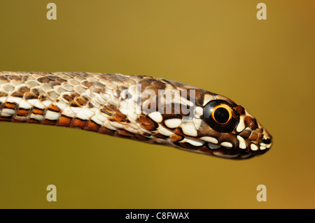 Il novellame di Montpellier snake (Malpolon monspessulanus) Foto Stock