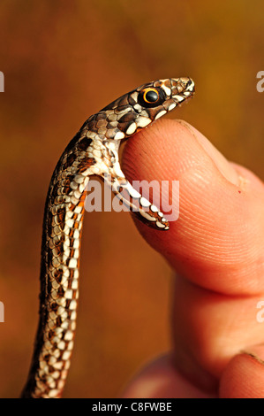 Il novellame di Montpelier Snake (Malpolon monspessulanus) Foto Stock