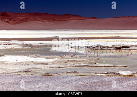 Fenicotteri rosa a Pujsa Salt Lake, il Deserto di Atacama, Cile Foto Stock