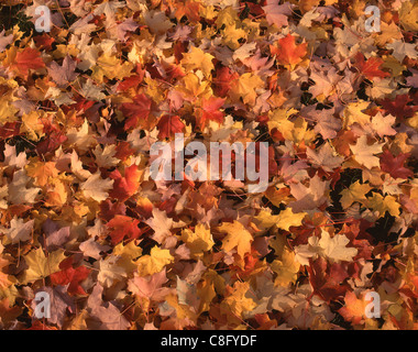 Foglie colorate sul terreno in autunno, vicino a Peterborough, New Hampshire, Stati Uniti d'America Foto Stock