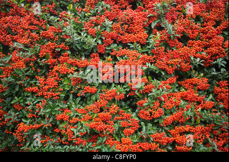 Rosso arancione bacche nell ottobre del Pyracantha o arbusto Firethorn Foto Stock
