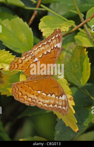 Thais Cirrochroa, Tamil Yeoman, insetto, Butterfly, India Foto Stock