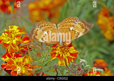 Thais Cirrochroa, Tamil Yeoman, insetto, Butterfly, India Foto Stock