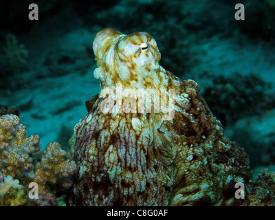 Reef Octopus - Octopus cyaneus Foto Stock