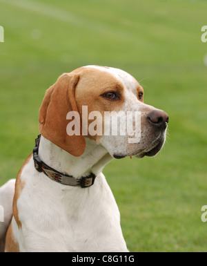 Puntatore inglese cucciolo di cane ritratto in giardino Foto Stock