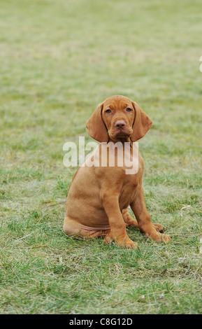 Vizsla / ungherese Vizsla cane cucciolo ritratto in giardino Foto Stock